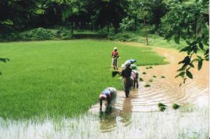 The farming activities at the ashram. Photo