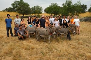working with donkeys Photo